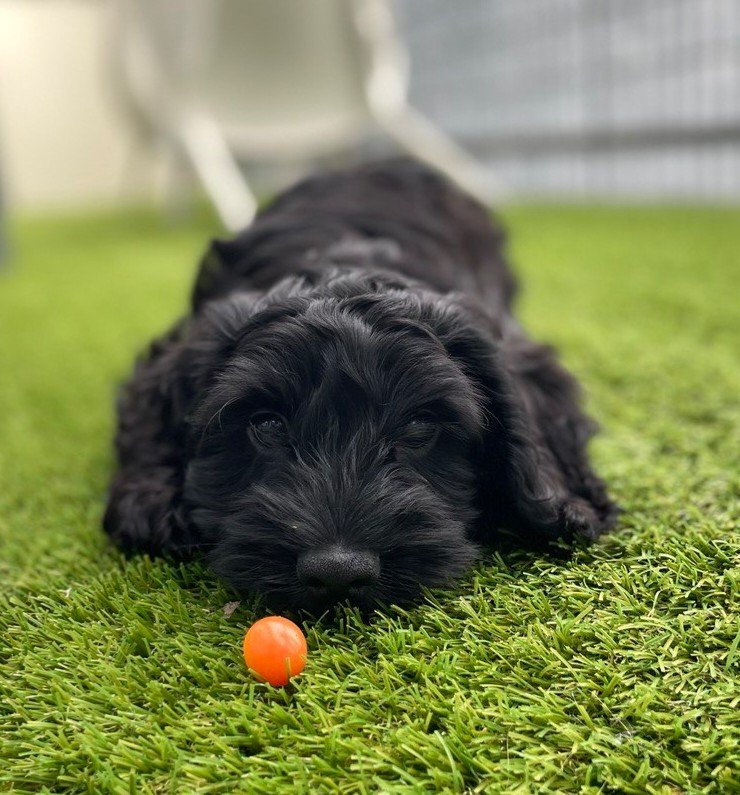 Henrique Olifiers New Year New Family Member The Plan Was To Name Her Speccy But I Got Overruled And Welcome Matcha D T Co Daxdnn4rcq Twitter