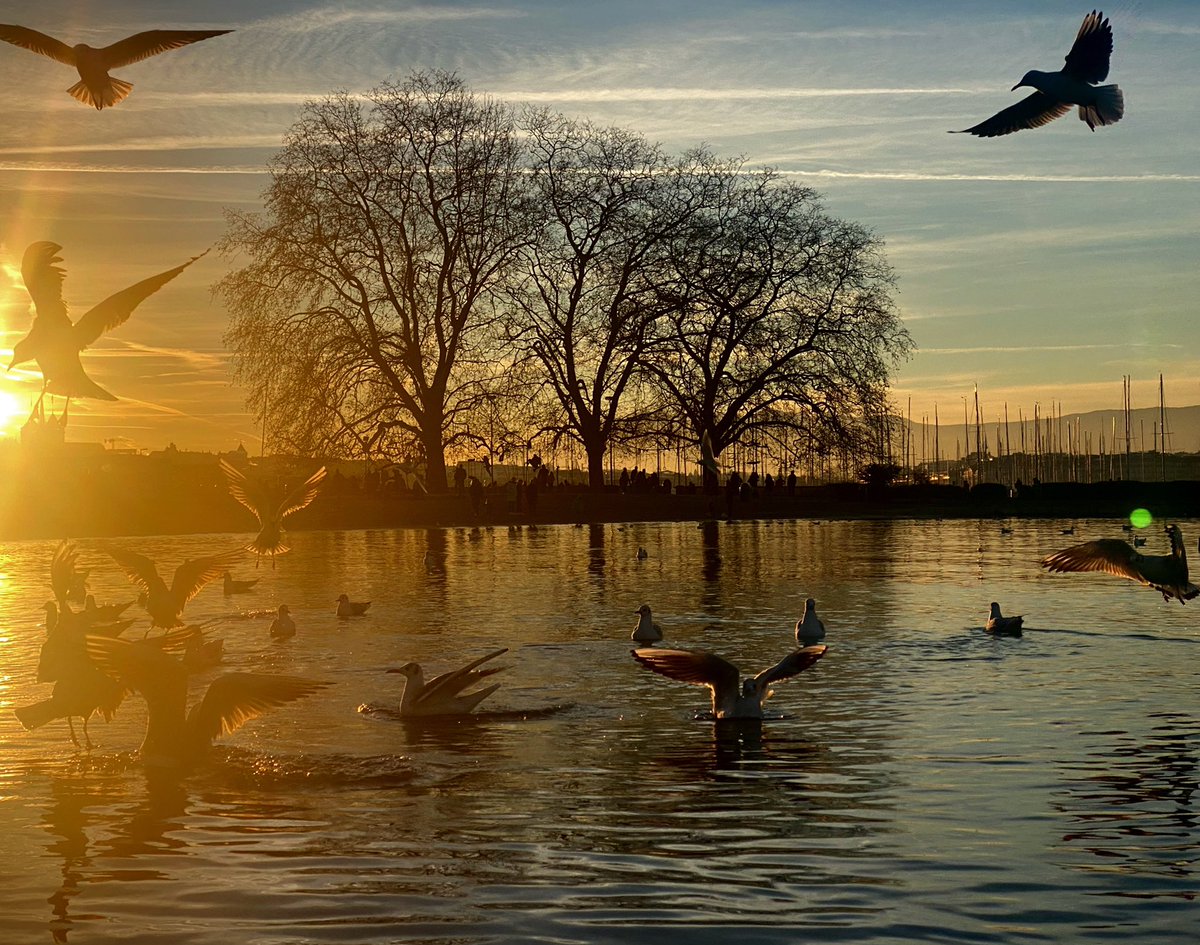Samarpan_Maiti's tweet photo. First #sunset of the Year 2022… at #genevalake #geneva #lakelemon #Switzerland #swissnature 
@MySwitzerland_e  @GeneveTourisme https://t.co/XaavPDyggh