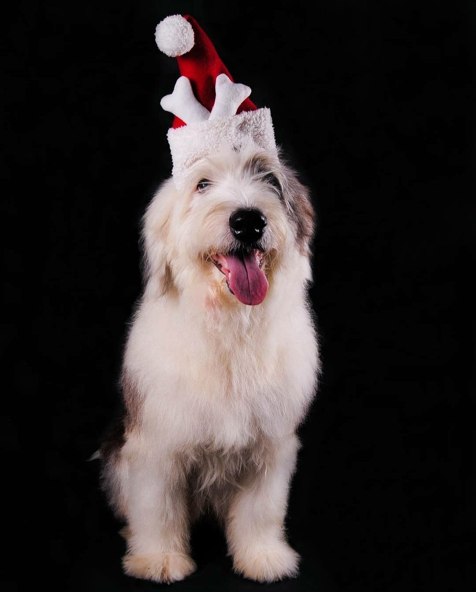 ElClements's tweet image. La tristeza que te queda después de que tu mascota y compañera de vida por 16 años se va de este plano es indescriptible. Te hace falta en todos los aspectos de la vida, al despertar, al salir, al dormir... Pero se recuerda con mucho amor