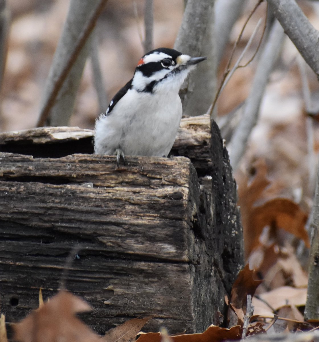 stephwmo's tweet photo. Have a seat…
.
#bird #birds #birding #woodpecker #downywoodpecker #nature #naturephotography #hike #woods #outdoors  #amateurphotography #birdphotography #stephaniessliceoflife #naturelovers #natureshot #naturesbeauty https://t.co/eiuOiwKXms