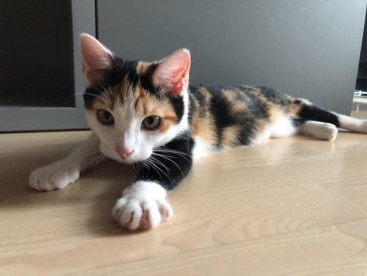 FundacjaSDZ's tweet photo. ❤️Adoptuj z sercem❤️
Chcecie powiększyć rodzinę? Wyśmienicie! Ja, #Pola polecam się do adopcji. Wniosę mnóstwo radości i miłości do Waszego życia!
Link do ankiety przedadopcyjnej: https://t.co/s1bqeRRovv 
#catoftheday #CatsOfTwitter #CatsOnTwitter #kot #cat #niekupujadoptuj https://t.co/21cce28LAO