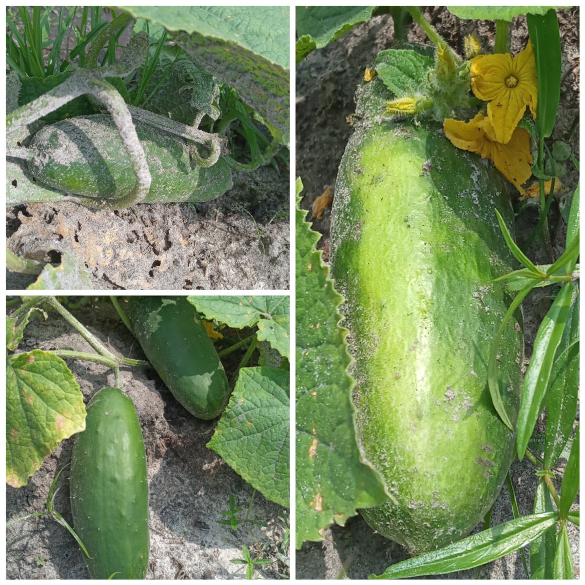 Avec de la volonté, on fini par obtenir les fruits de ses éfforts.
Heureux de vous présenter les 1ers concombres de mon petit verger, en ce 2 janvier.
La terre ne ment décidément pas.
Bonne et heureuse année 2022.