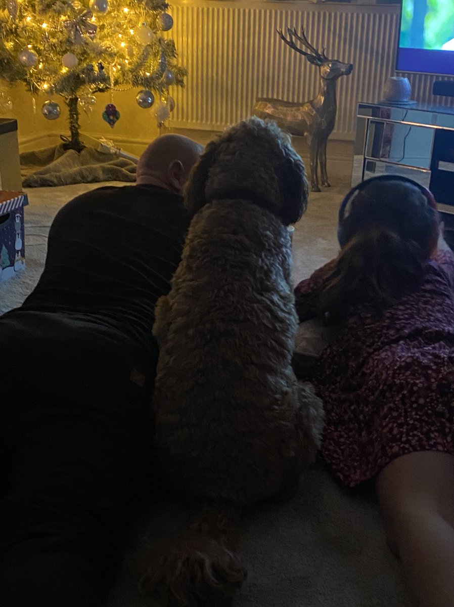CockapooRufus's tweet image. Room for a little one? #DogsofTwittter #Cockapoo