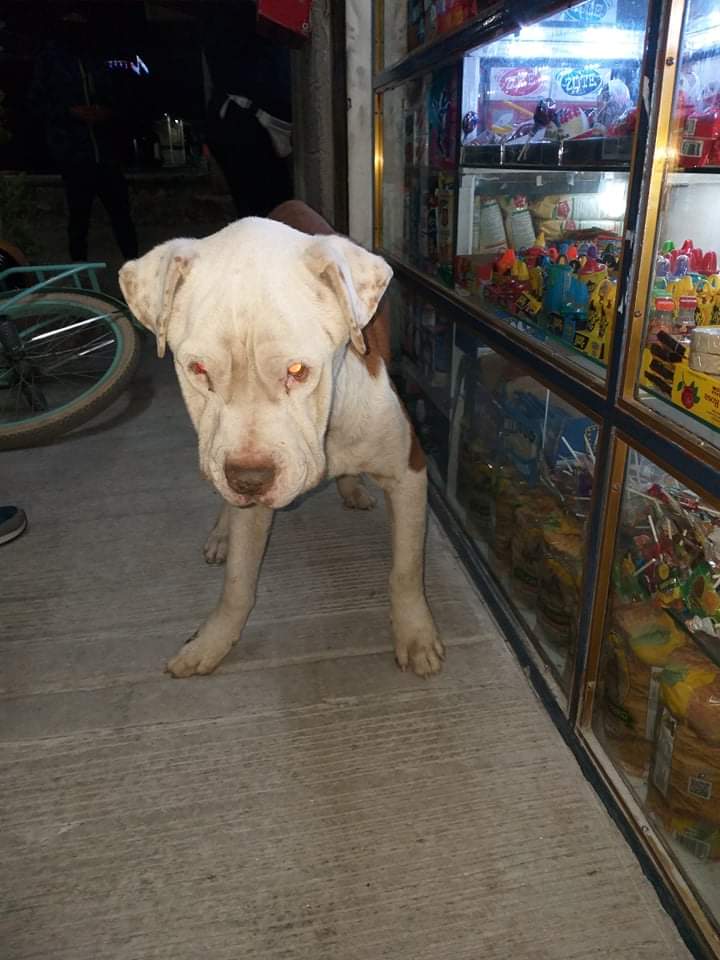 FredyVanDog's tweet photo. Perro viejito, desnutrido y temblando, está en Chimalhuacán Edo de México, Av. Arca de Noé, col acuitlapilco calle Monte Sinaí.
Dono parte de las ganancias para lo que se requiera; o si alguien quisiera adoptarlo sería de mucha ayuda.
#perroenlacalle #fredyvandog https://t.co/dD6tUVWIvO