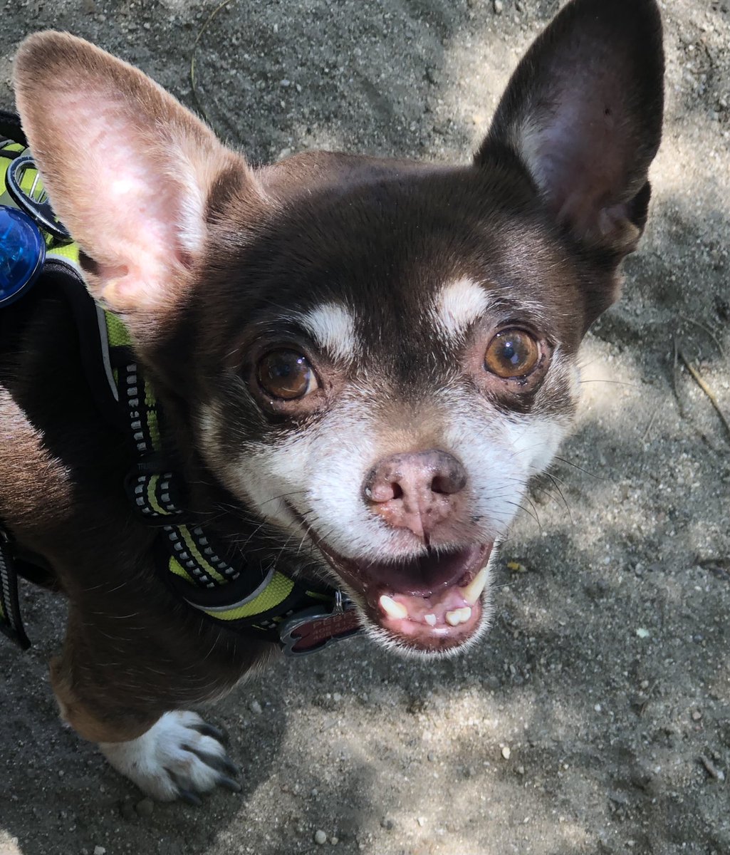 Look at this happy lil old Chihuahua face. That’s all.