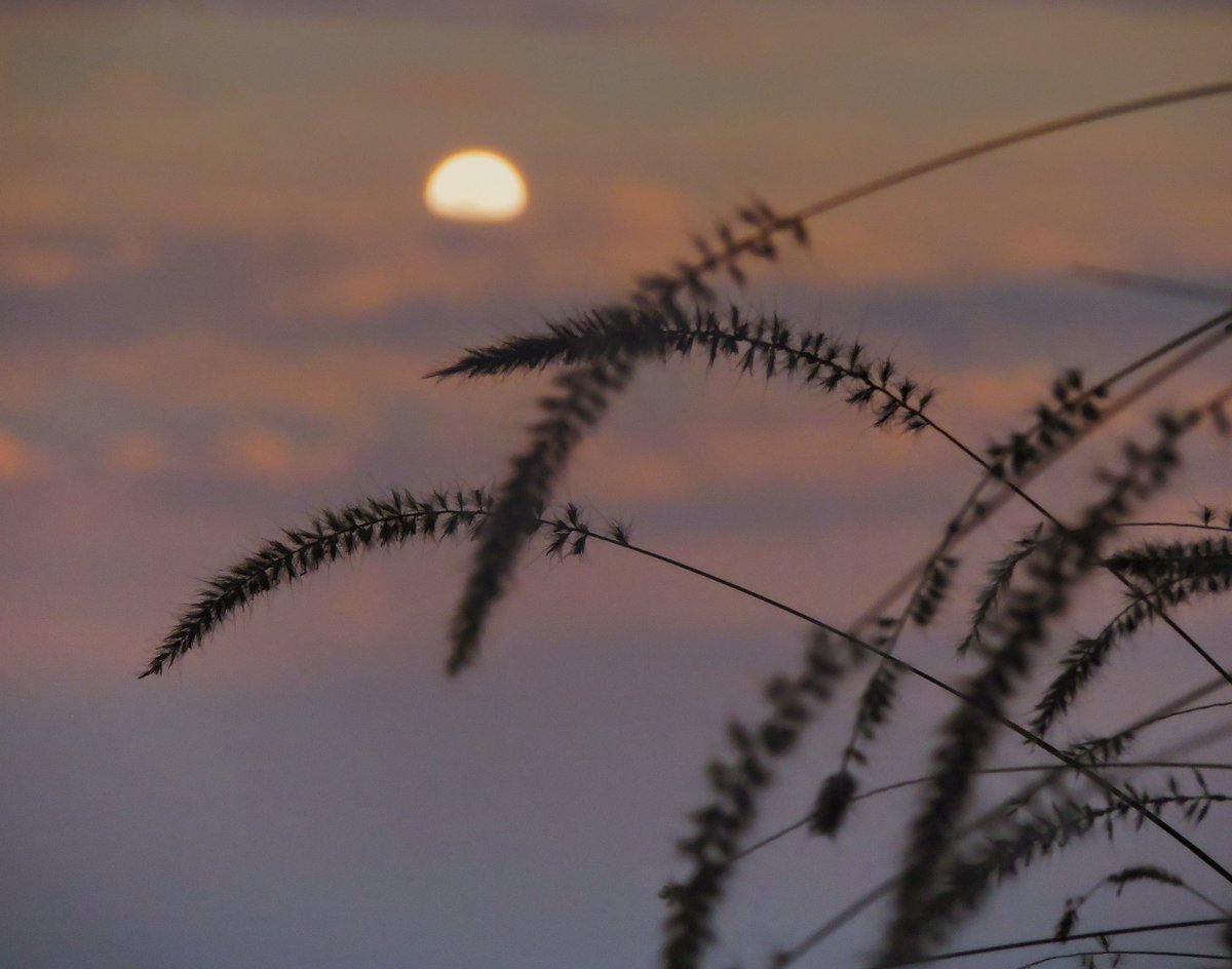 Let go off all the grim 
that frailty as sun sets 
Sit back and cherish 
colours of burning ember
while it embraces the horizon. 
#photography #PhotoOfTheDay #sunset