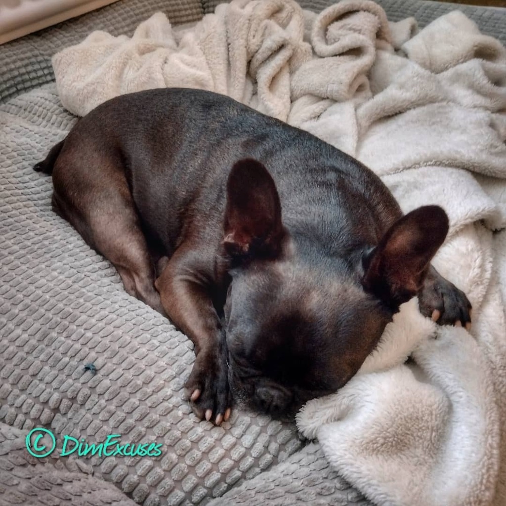 DimExcuses's tweet photo. Molly is sleeping in the dog bed, where dogs are meant to sleep. Bryn is sleeping in the clean laundry basket π€¦ββοΈ. #frenchies #frenchbulldogs #frenchtons #bostonterriers https://t.co/lAp3sTmc49 https://t.co/uwiLbYyVeY