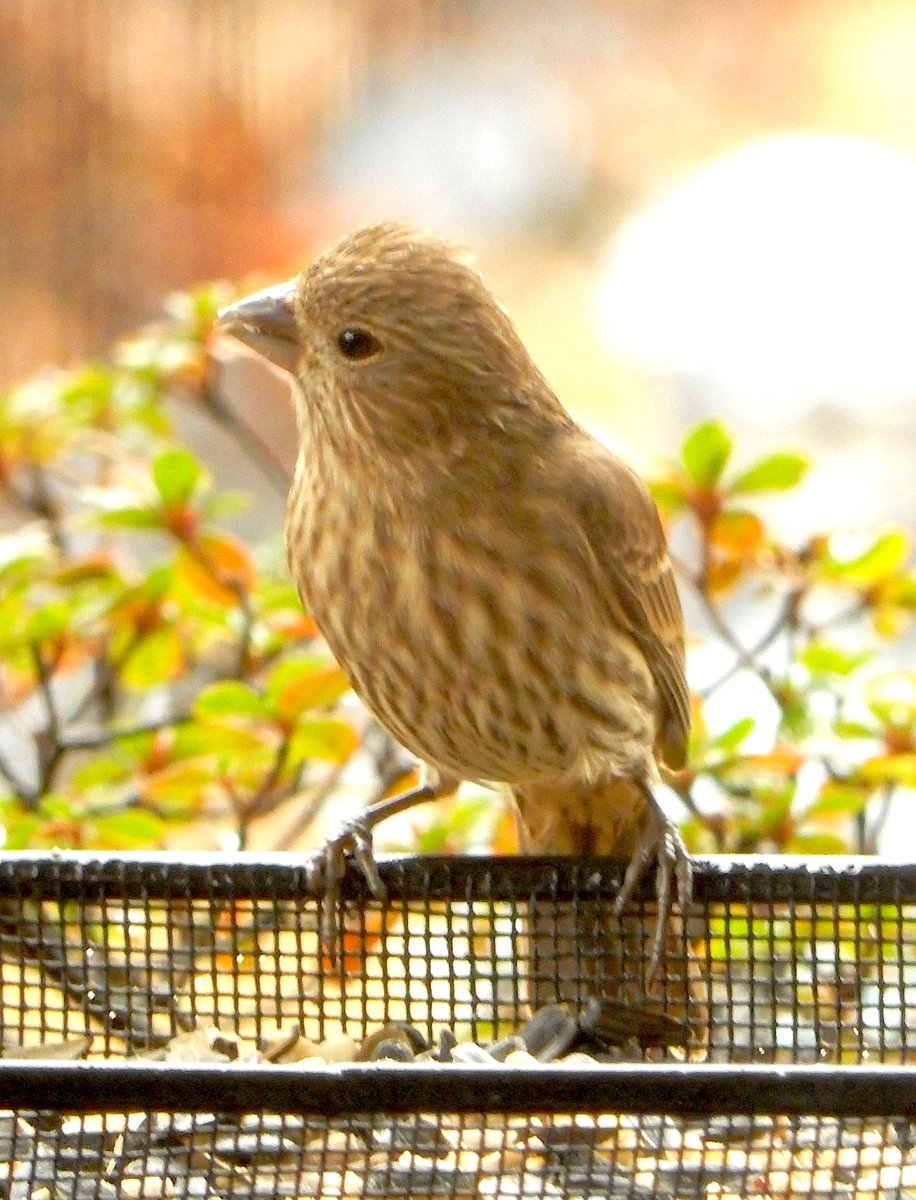 Housefinch