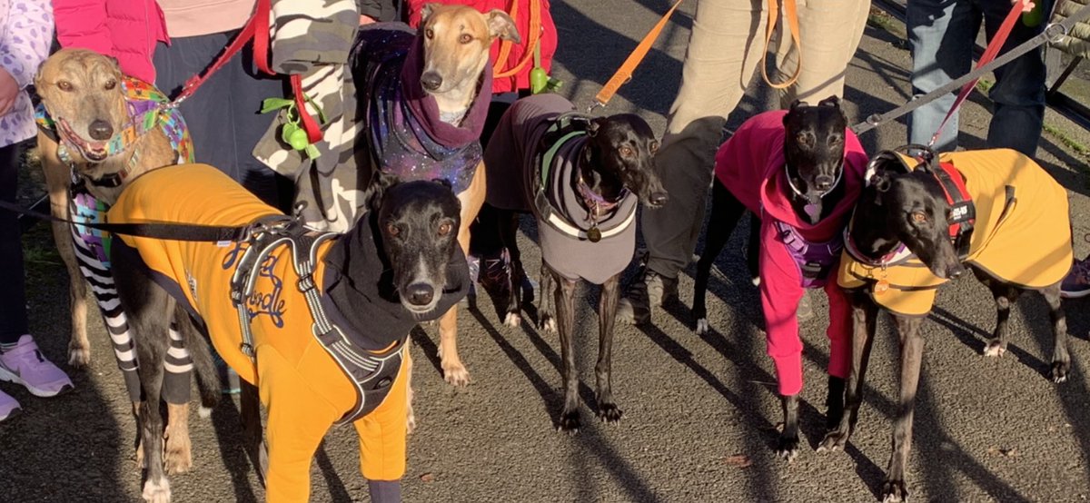 Samwhiplash's tweet photo. Riley &amp; his squad of @hug_info #rescuegreyhound besties out for a New Years walk in the sunshine!  These are L-R @DobbytheGrey Toby, Riley, Maya, Ivy and Dilly. Most of them are related in some way to at least one other dog in this pic! #greyhoundsmakeGREATpets https://t.co/RHeZeMInYx
