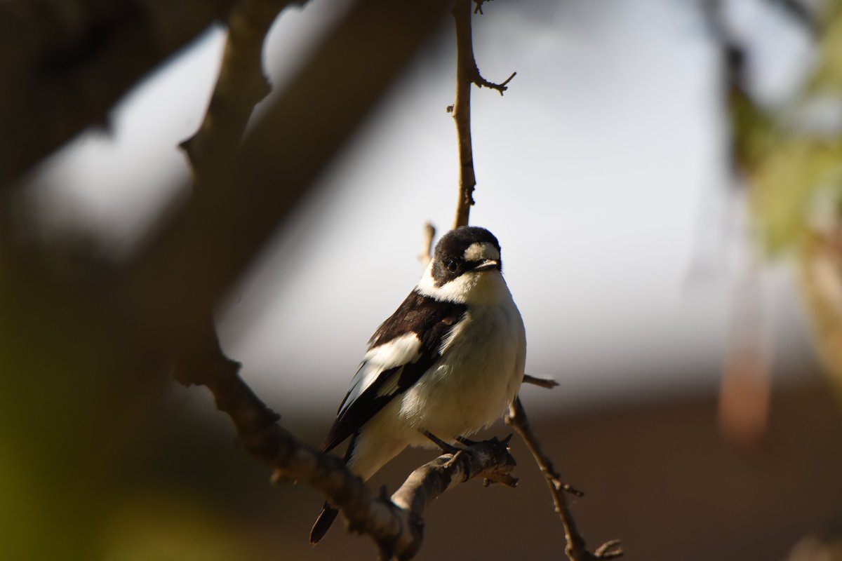 WildestWanderer's tweet photo. @jaume_albaiges @birdcatalunya @gepecedc @ICOcells @GaiaVoluntariat @reservanatsebes @pnaltpirineu @elniudelcucut El lluer sortint dos cops ha estat un petit fail @jaume_albaiges . Per cert, quin batallaire has vist 🤔?
La foto repetida del lluer en realitat hauria de ser aquesta de sota 😇😜 https://t.co/VZx9NPgZbv