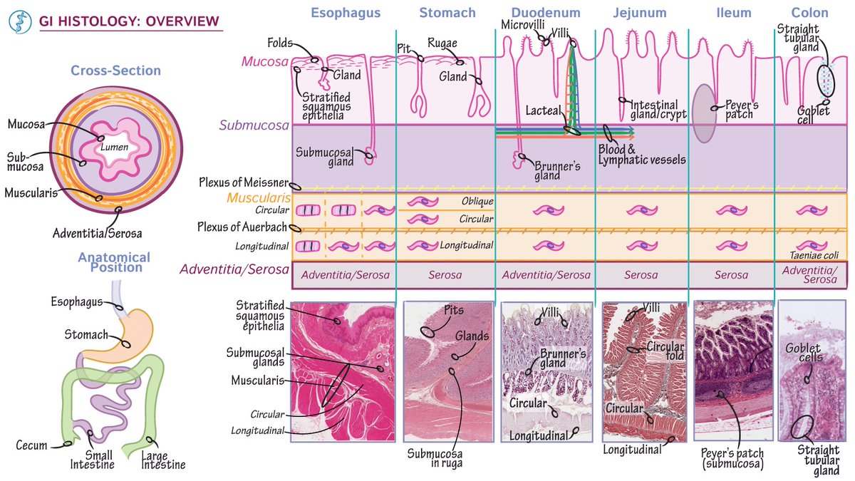 Overview of GI histology #GITwitter #4KMedEd 

(Courtesy of @drawittoknowit)