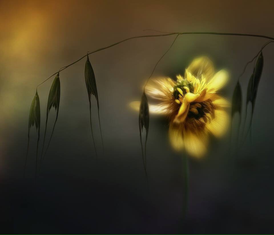 An understanding heart
is everything in a teacher ~
one looks back with appreciation
to the brilliant teachers
but with gratitude to those
who touched our human feeling ~
C.G. Jung

Foto: Silena Lambertini