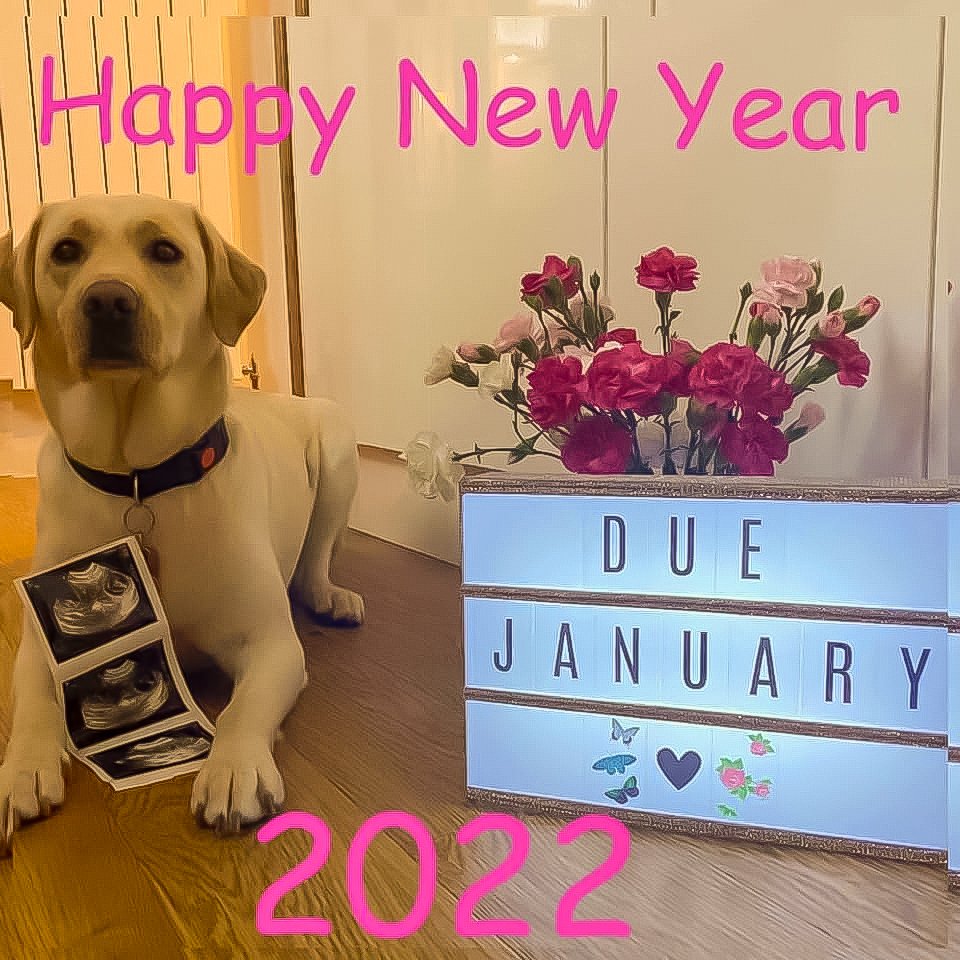 LeicsGuideDogs's tweet photo. Thanks to your generous donations in 2021 (from individuals, schools, clubs, collection boxes, funeral donations, @nextofficial, @sainsburys, etc) our branch raised about £45k for @guidedogs. Our #GuideDogsFamily, Bernie and her forthcoming litter of #LifeChangers are grateful. https://t.co/iju811B5sD