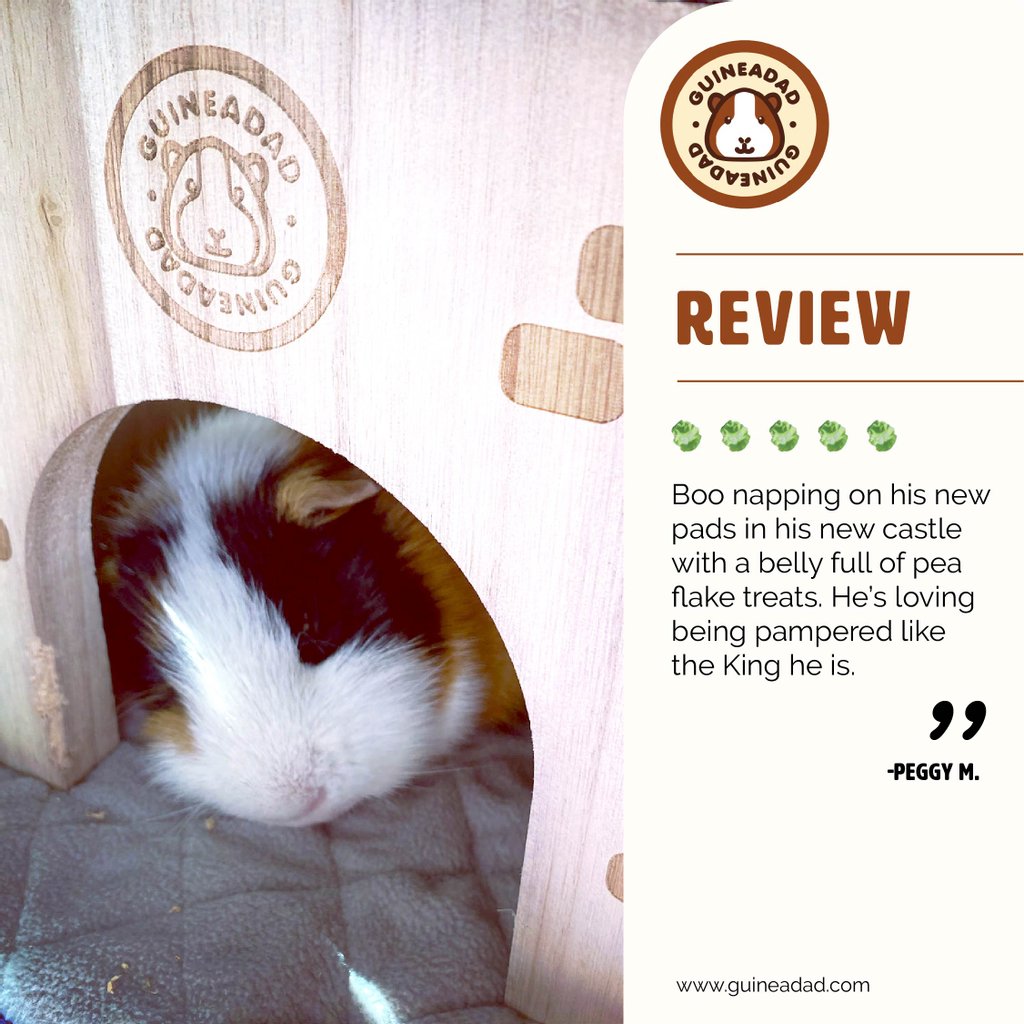 GuineaDad's tweet photo. The best sleep you'll ever get as a piggy... and sleeping doesn't come natural 😴
#bestsleepever #nappingking #kingofthecastle #guineapig #guineadad

Go to @guineadad profile and click https://t.co/5445Qojp4D to shop! ⁠ https://t.co/WzSLtQn8lx