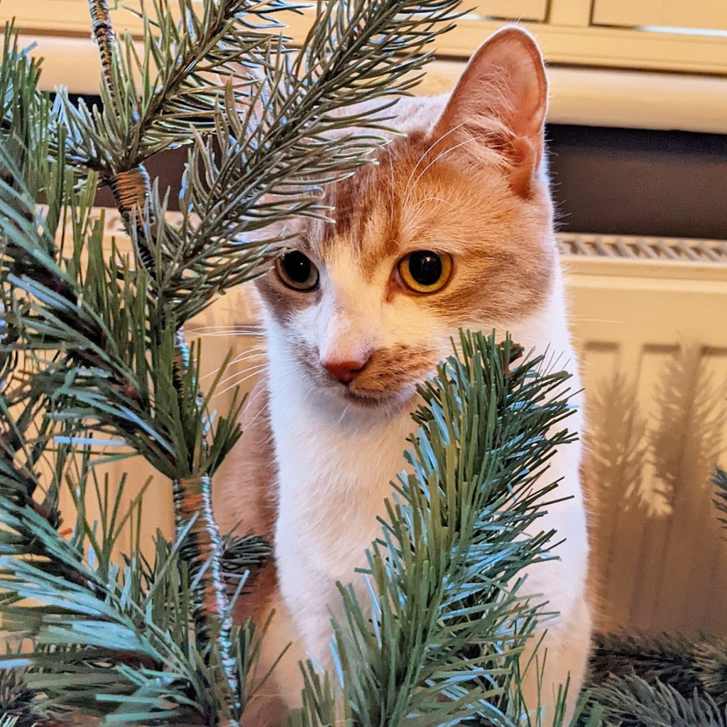 ArchieAndScout's tweet photo. "I'M A CELEBRITY. GET MEOW'T OF HERE!"

Christmas is over and Archie watches on at the tree is dismantled and the lights are coiled back up. 

#cat #kitten #catsofinstagram #kittensofinstagram #catoftheday #kittenoftheday #gingercatsofinstagram #cutecats #cutekitten https://t.co/hUDYVUFYu9