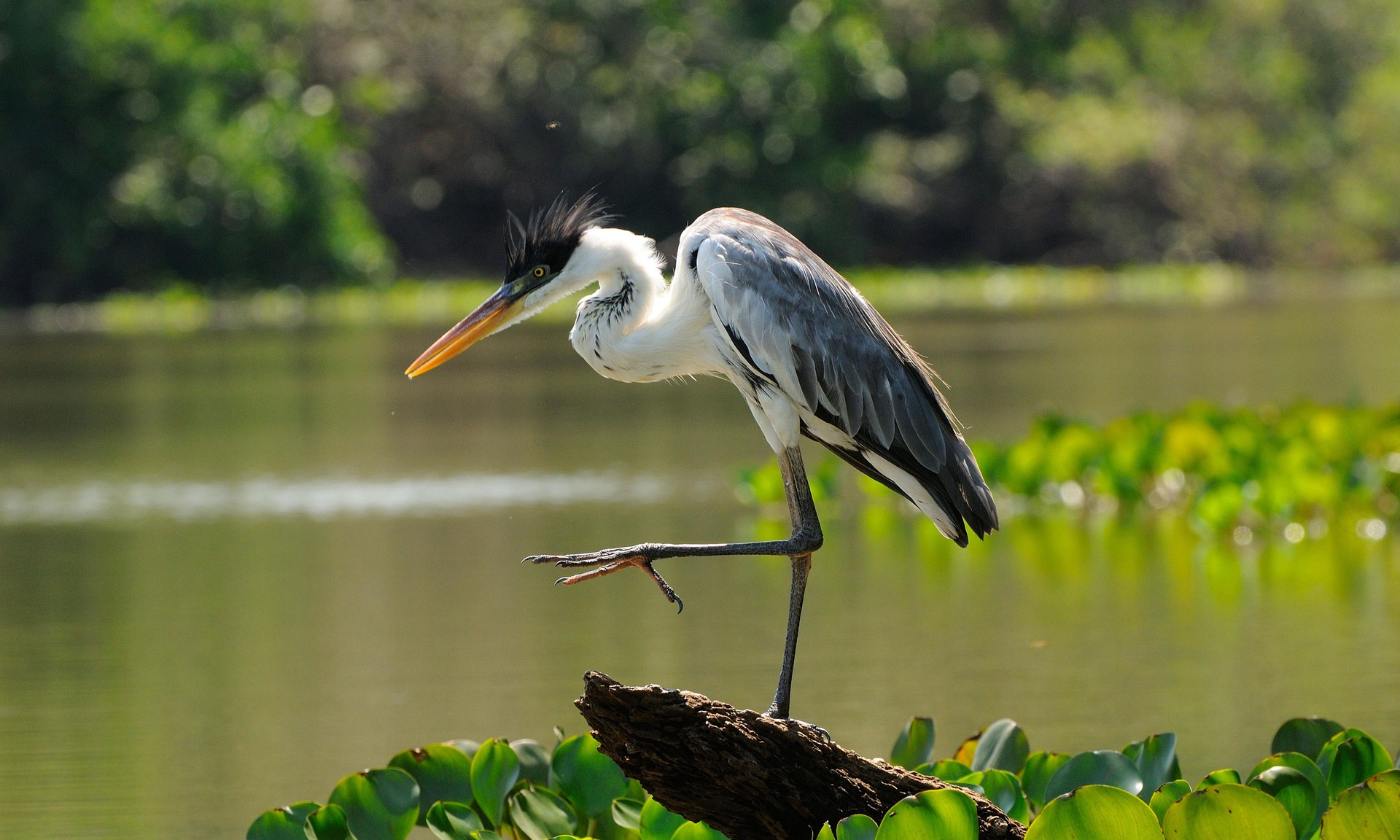 Цапля стоящая в воде. Птица на одной ноге. Цапля в воде на одной ноге. Цапля в воде на одной ноге. Птица на одной ноге.