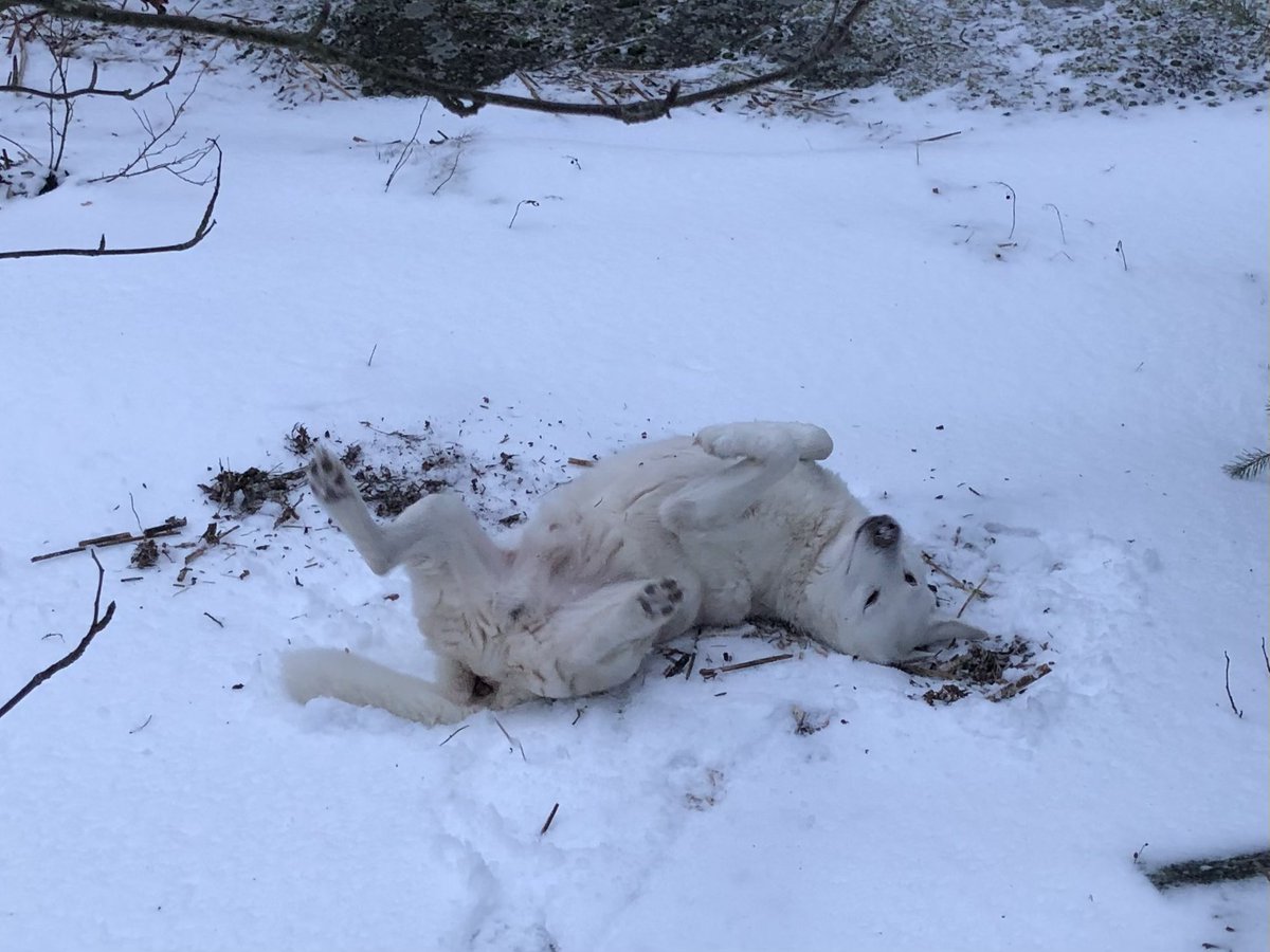 ArjanneTaina's tweet photo. Jihuu… saarielämä on niin parasta 🤩 #ohuttayläpilveä #kotkarankki #valkoinenruotsihirvikoira #firstclassliving #DogsofTwittter https://t.co/kxsobCqh8P