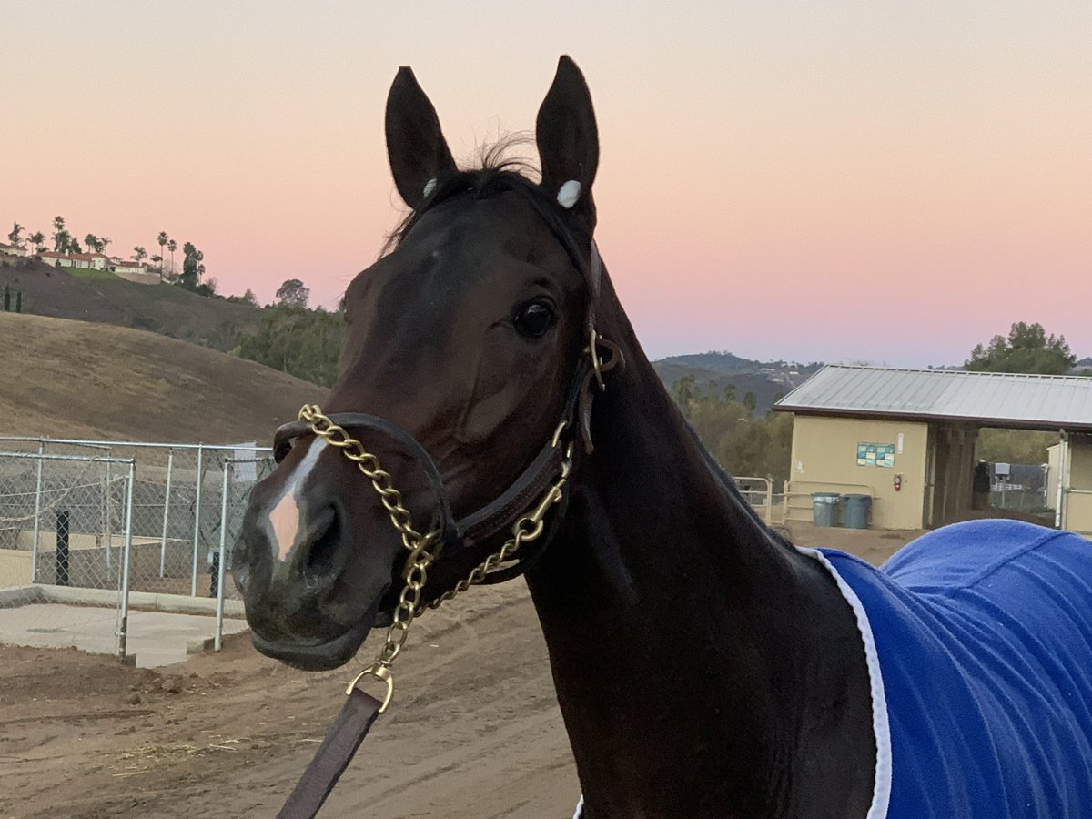 1st starter of 2022 is a 1st-timer in the form of a full-sis to our MSW filly, Bulletproof One named She’s Bulletproof. The @CTBACalbred fires from the pine in the 2nd @santaanitapark at 12:30PT w @ljlmvel in the tack. #BelieveBig #EclipseFillies
