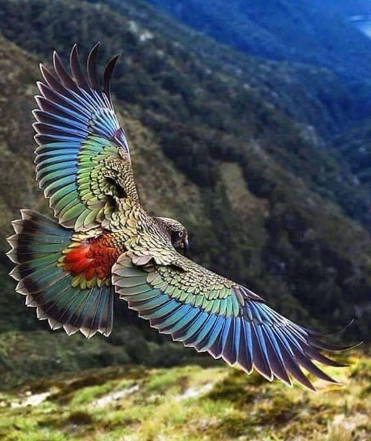 #wildlifephotography #NatureBeauty