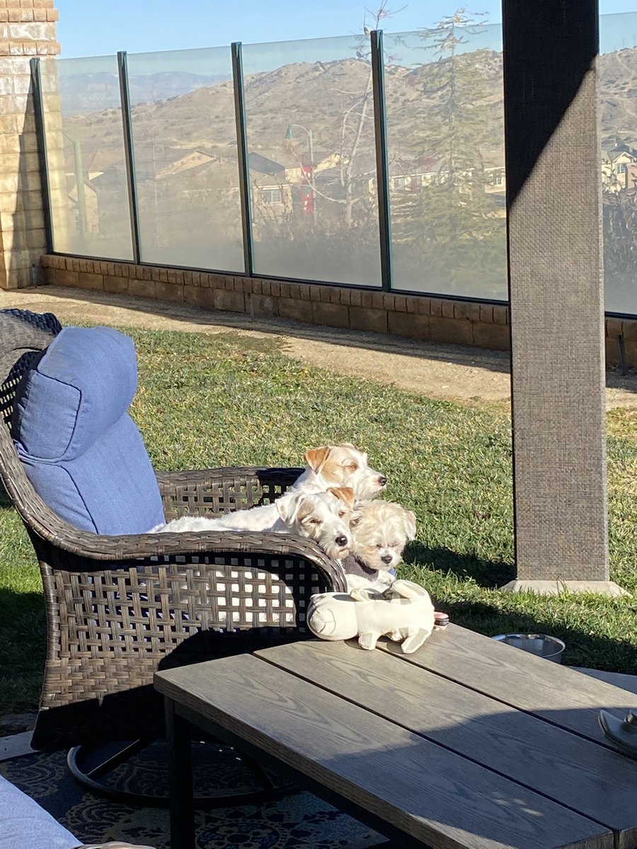 When it’s cold out but wez likes da sun ☀️ 🐾#zshq #dogsoftwitter #rescuesadie #jrtlove RaaaaAaaaaa