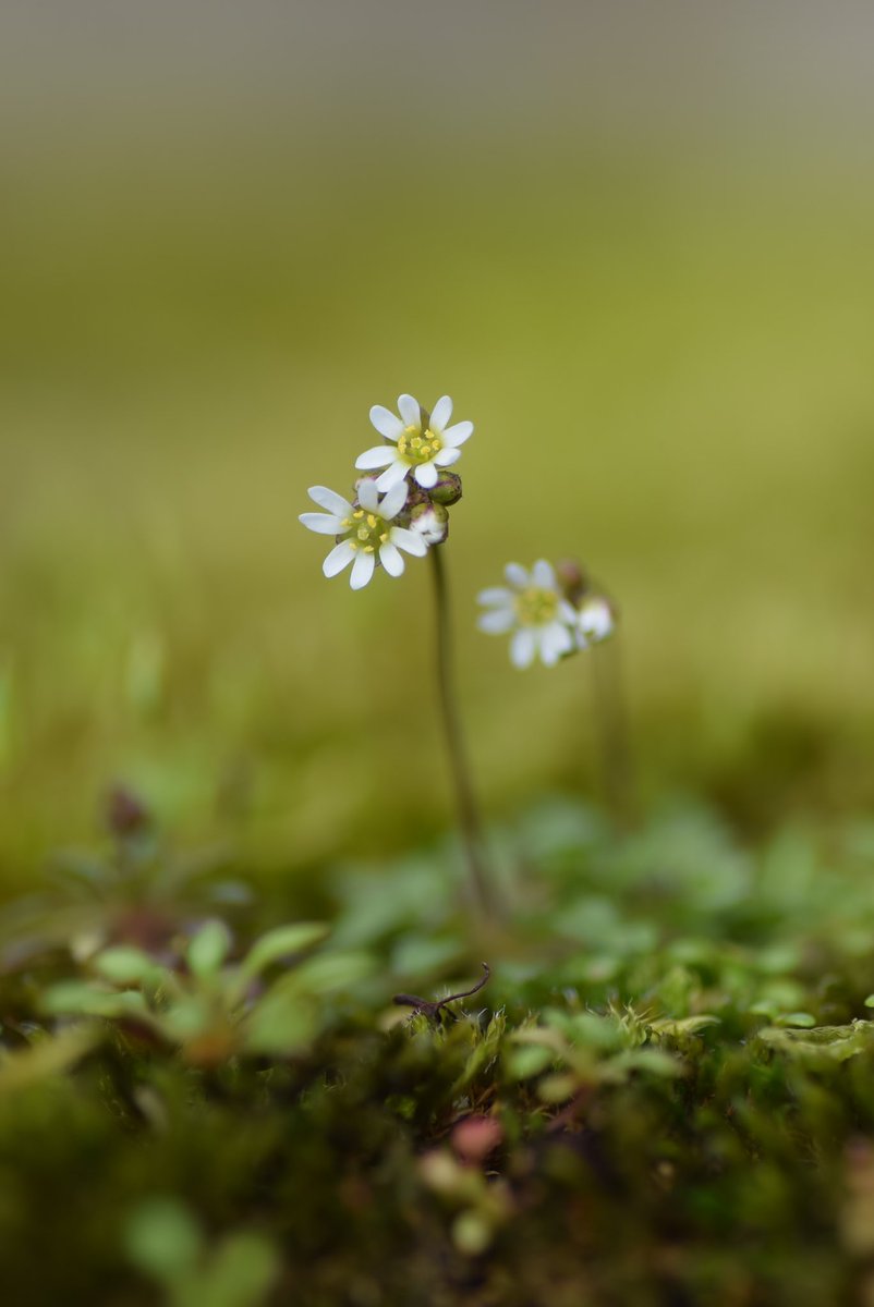 Have you heard about the #NewYearPlantHunt? It’s a fun citizen science project run by <a href="/BSBIbotany/">BSBI: Botanical Society of Britain & Ireland</a> monitoring the wild plants in flower at the turn of the year. I found 19 species on my hunt, including Common Whitlowgrass (Erophila verna). Details here: bsbi.org/new-year-plant…