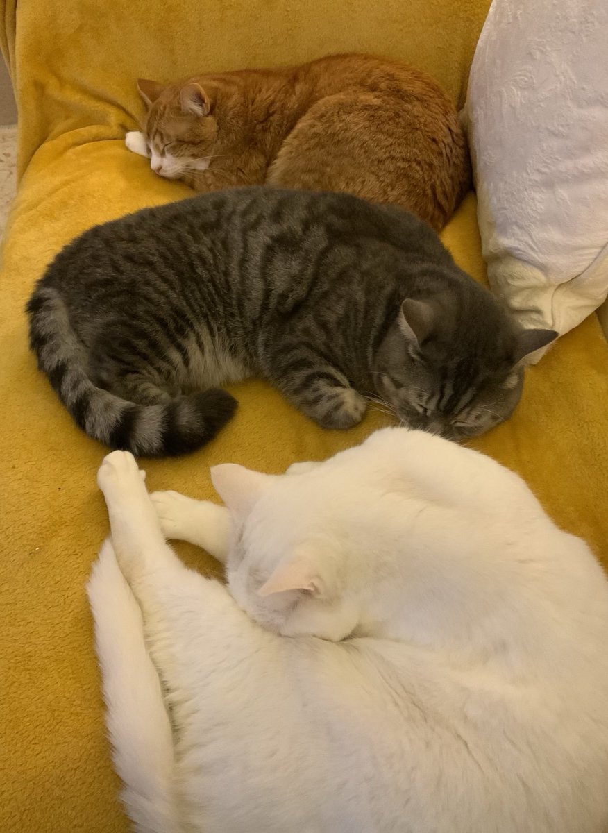 podweed's tweet image. As just because it’s all about the felines today (apart from a bit of a rant about fuckwit ⁦@BorisJohnson⁩ earlier)here’s these three.
#CatsOfSomerset
#SofaSnuggles 
#Alan#Serj#Santi 😽😽😽