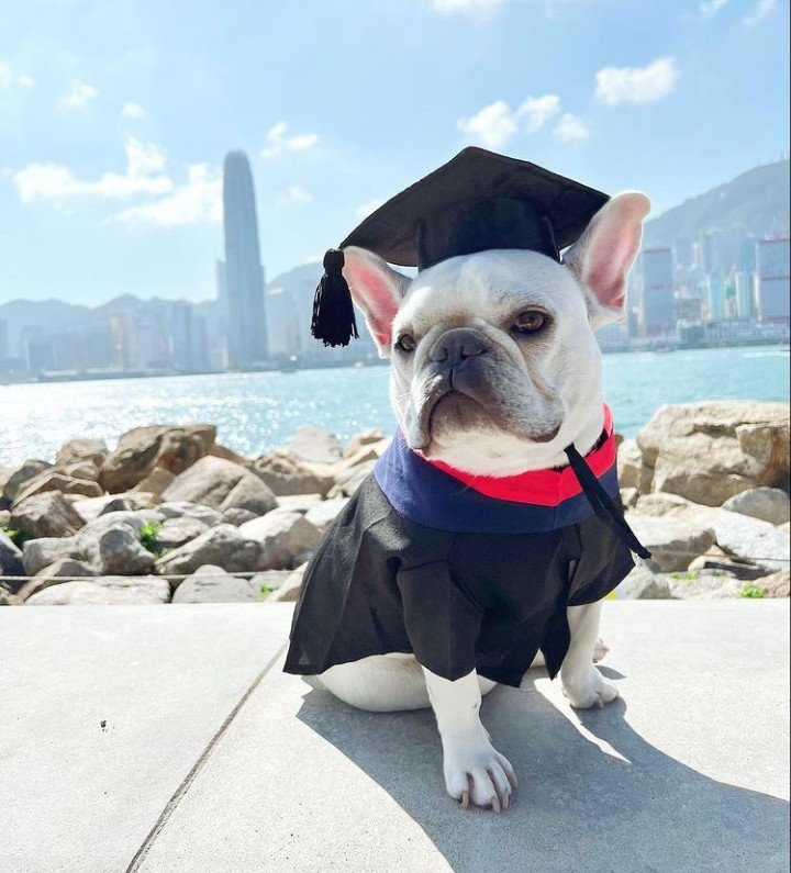 I'm a master graduate👩‍🏫

#frenchiepuppy #batpig #frenchiesociety #frenchielove #frenchiesofinstagram #bulldog #dailyfrenchie #frenchiegram