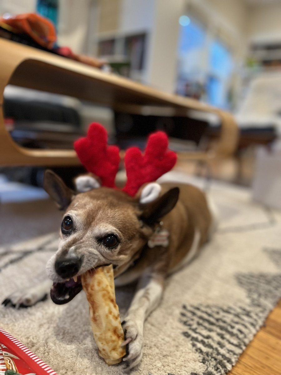 falkdal's tweet photo. @Muttville Happy Holidays! Paulie Walnuts really - I mean REALLY - enjoyed his Christmas chew treat this year. 🤶🦴 https://t.co/Zt6ajeRGG4