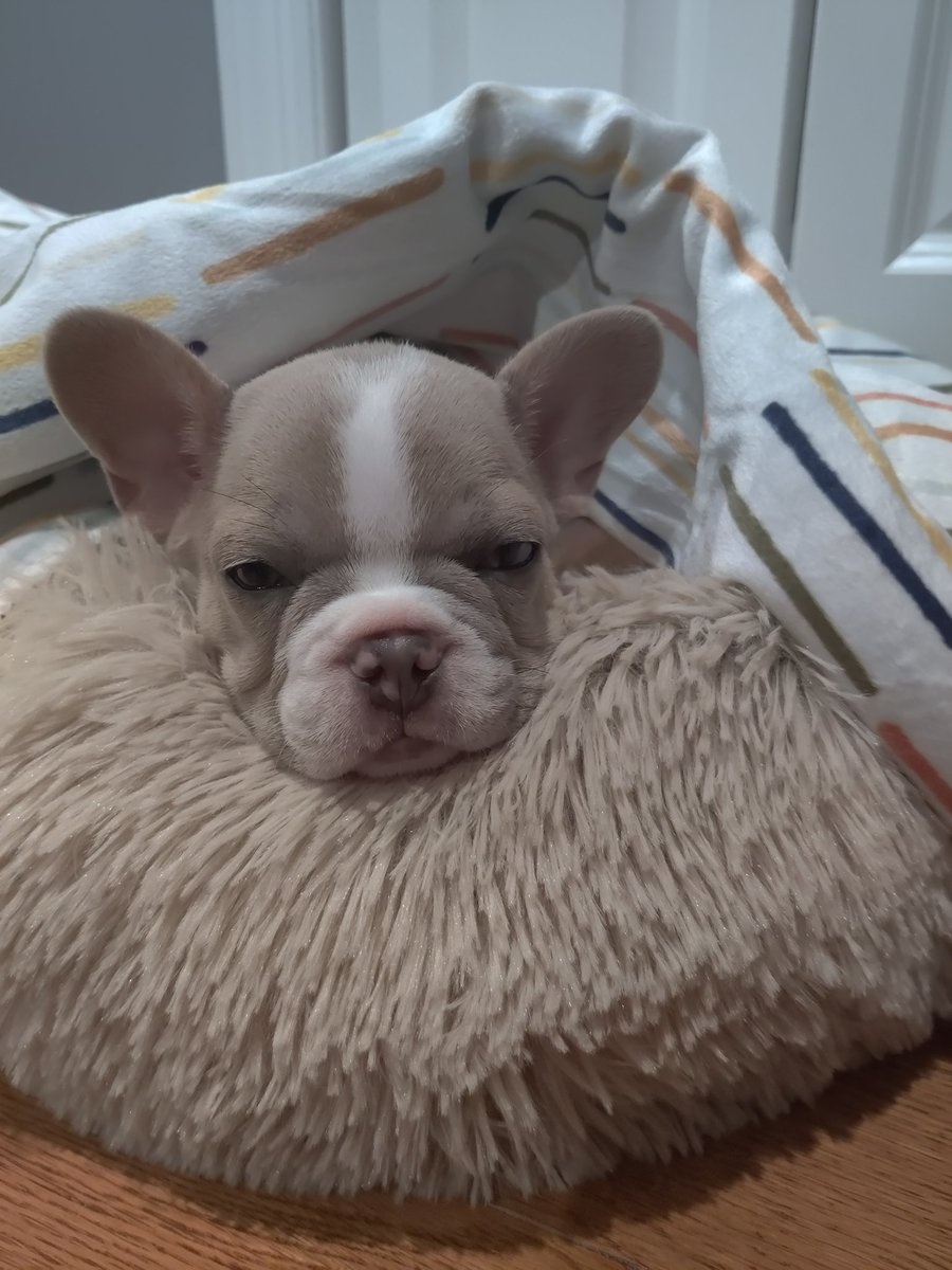 jodeci88888888's tweet image. Happy 1st birthday Spanky!
#TinyTerror