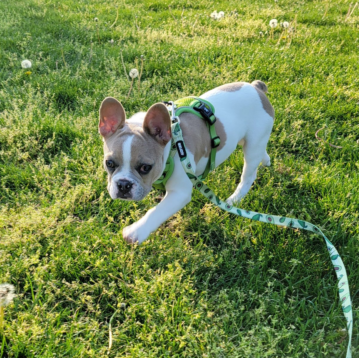 jodeci88888888's tweet image. Happy 1st birthday Spanky!
#TinyTerror