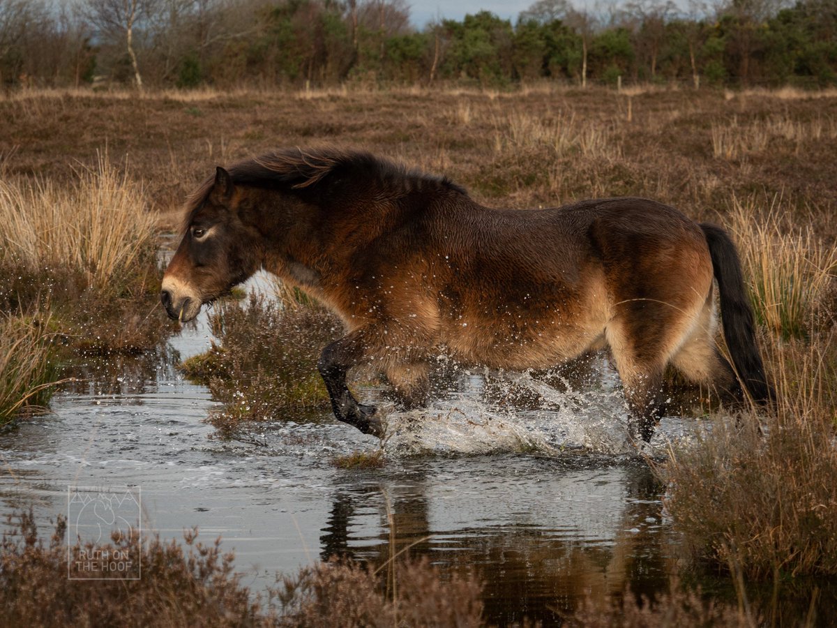 This #exmoorpony will soon be 24. This is him on Boxing Day just gone, enjoying a splash around. He has not needed hoof or any other maintenance for nearly 12 years (living in wetland) - even as a veteran by most domestic standards. Talk about hardy #gonative