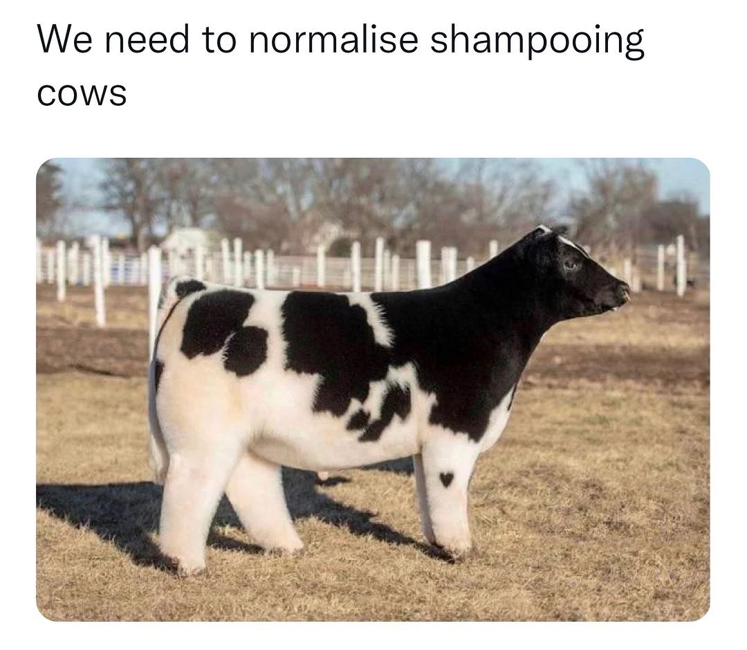 WholesomeMemes (@wholesomememe) on Twitter photo 