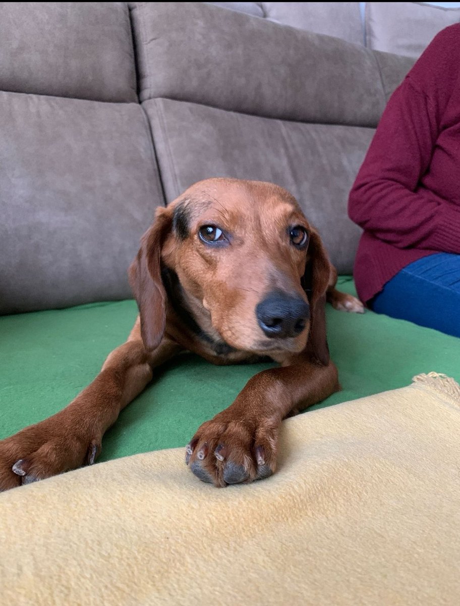 wien_alexandra's tweet photo. Hallo an alle! Ich habe eine große Bitte. Lucy ist heute um 15.15 auf der Jesuitenwiese im 2 Bezirk entlaufen. Sie ist sehr ängstlich. Falls ihr die kleine seht könntet ihr bitte   das Tierquatier verständigen. Die Besitzer sind mit diesem im laufenden Kontakt. https://t.co/mBbCupXKFl