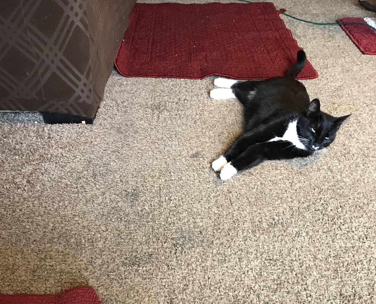 This is my baby Socks just chillin on a rainy Sunday