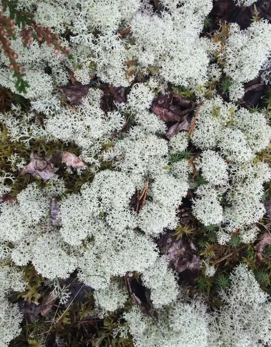 Белый мох как называется. Белый мох. Белый мох как называется. Белый мох как называется. Белый мох как называется.