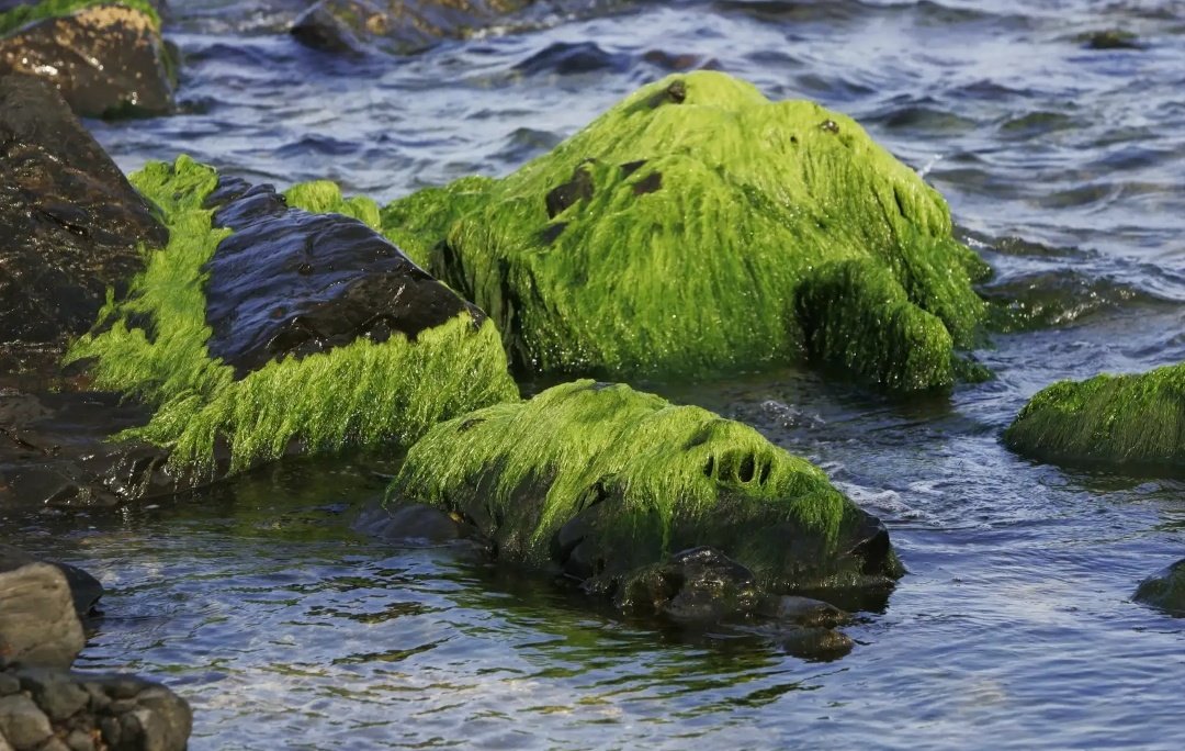 Бурные водоросли. Мох Вейв. Водоросли Балтийского моря. Синезеленные водоросли. Цианобактерии на камнях.