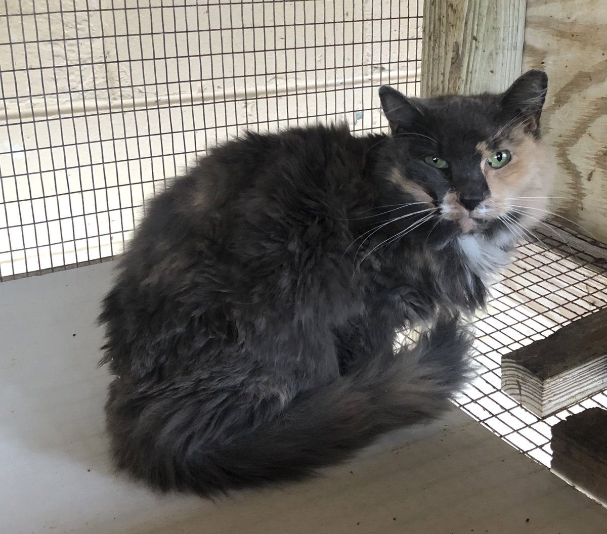 A stinky nasty ugly horrible woman literally threw this cat over our fence a few days ago before we could go outside and stop her and I just caught her omg (please excuse the wire bottom I’m cleaning the rest of the flooring) https://t.co/0vyvYIqslt