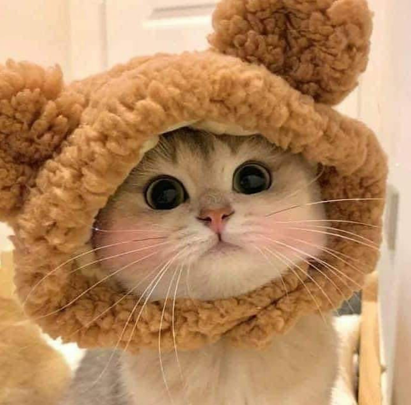 Cute Kitty World on Twitter: \