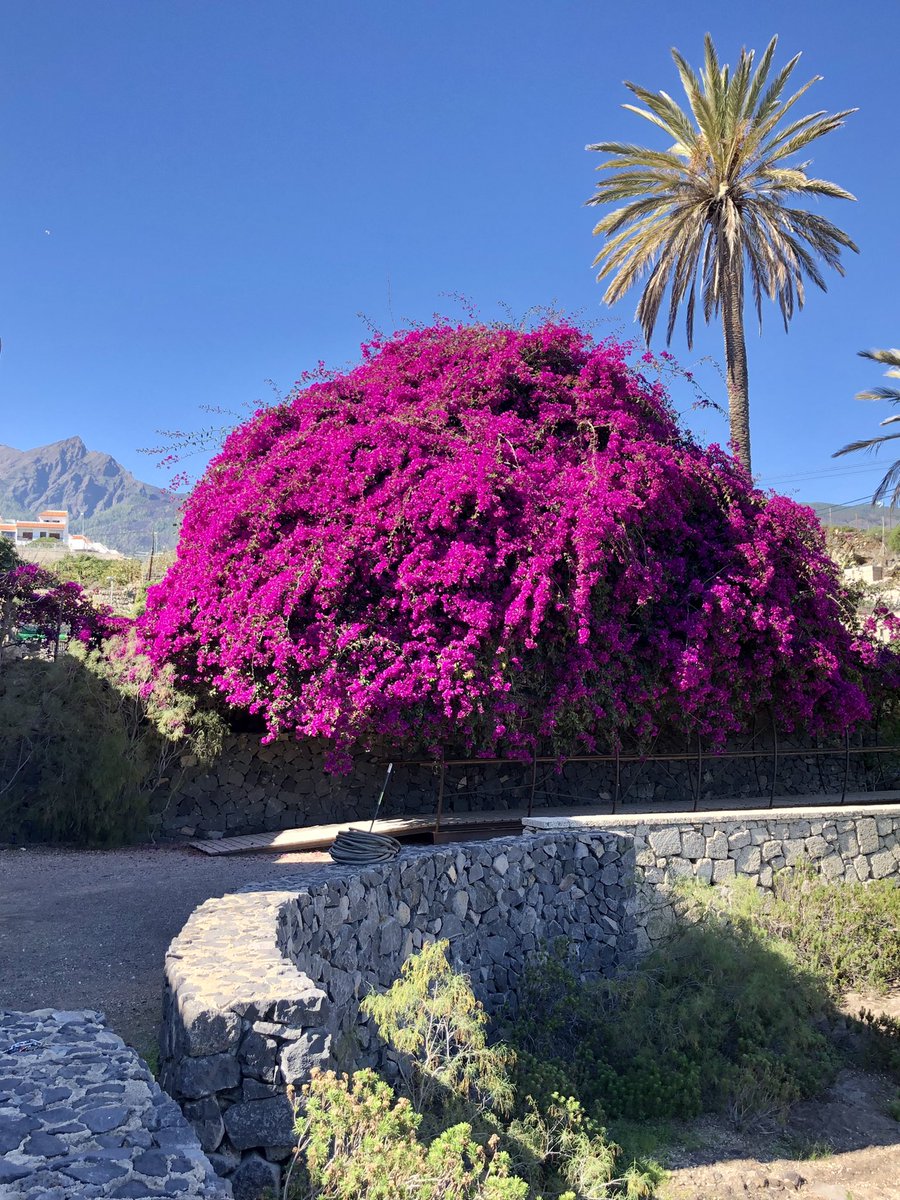 CarlaAntonelli's tweet photo. Antes de irme #Tenerife hemos estado en el sitio de #Chinguaro, donde mi amigo @PedrodhHdez, nos ha guiado y contado la historia del enclave aborigen guanche. Igual de acogedor y remanso de paz de cómo cuando tenia 7 años, ayer… ♥️ https://t.co/UiqSraEysp