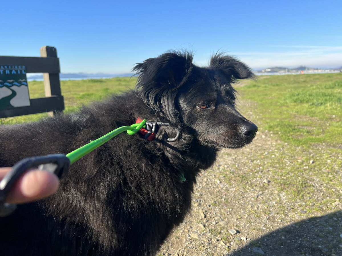 MoxieTemple's tweet photo. Ughh, dad forgot the leash again. 🙄 https://t.co/T9Lt9EsBD5