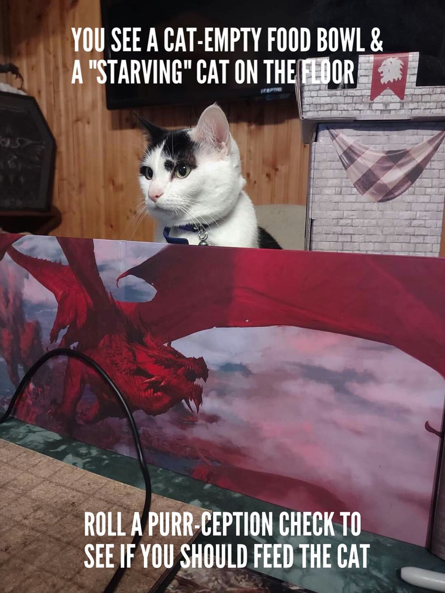 Lunarclipper's tweet image. #CatWorldProblems #catmemes