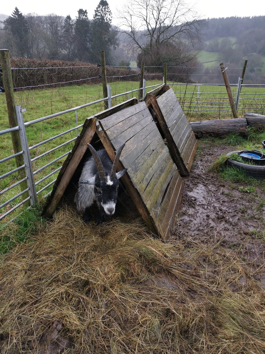 Flouncers's tweet photo. We are all fed up with the wet and mud now! #goats #fellonmyarse #somuchmud https://t.co/iIRGxUmceG