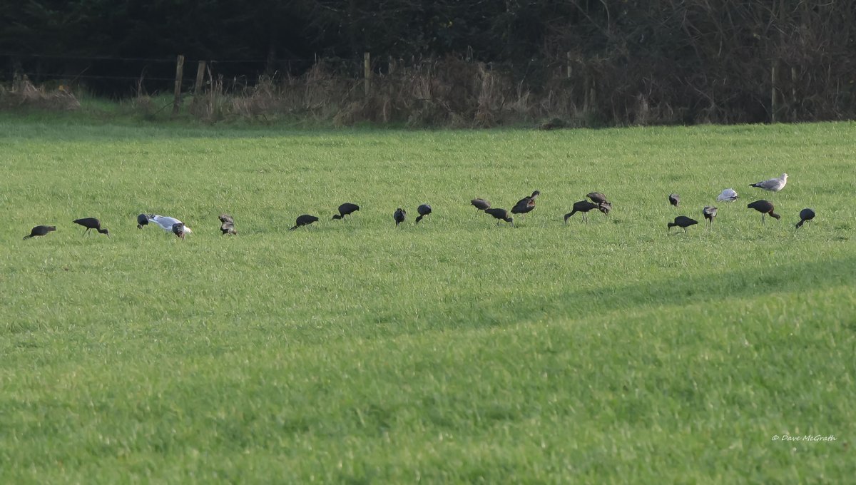 A flock of 21 Glossy Ibis , Nohoval Co.Cork 2/1/22 #CORK #glossyibis