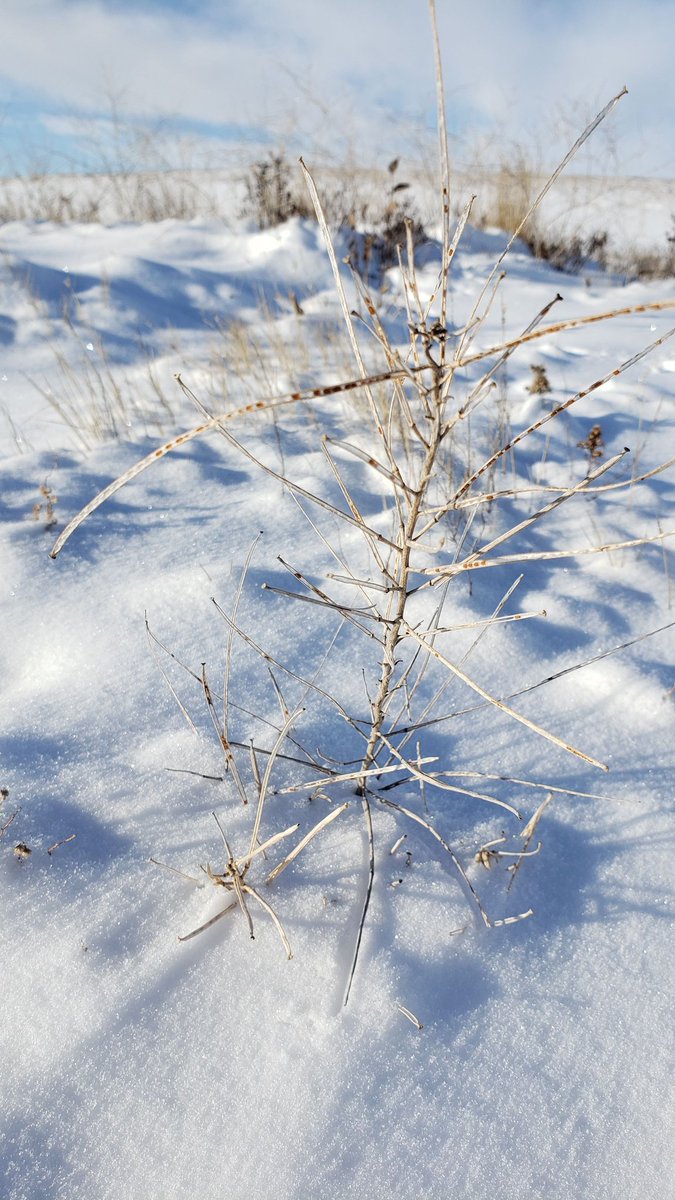 Around here one has to have fun with botany in the winter somehow. Name that plant! #ForensicBotany