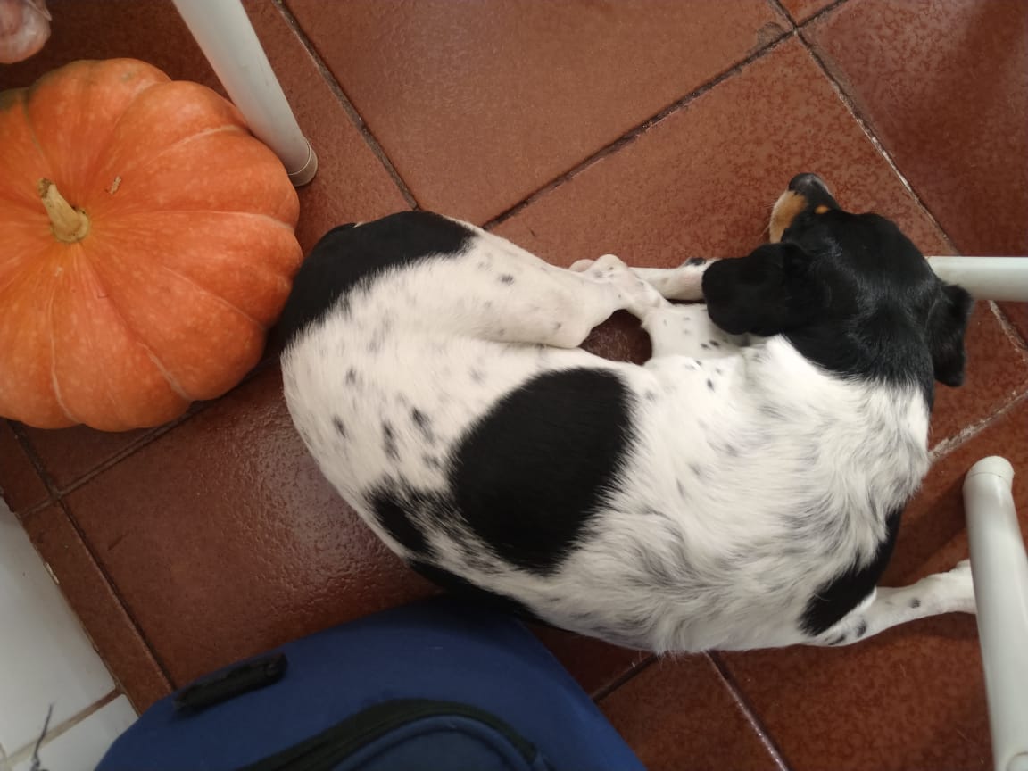NPolvilho's tweet photo. Dormindo com a moranga humana vó. 🦊💤🎃 https://t.co/pqMOIi7kem