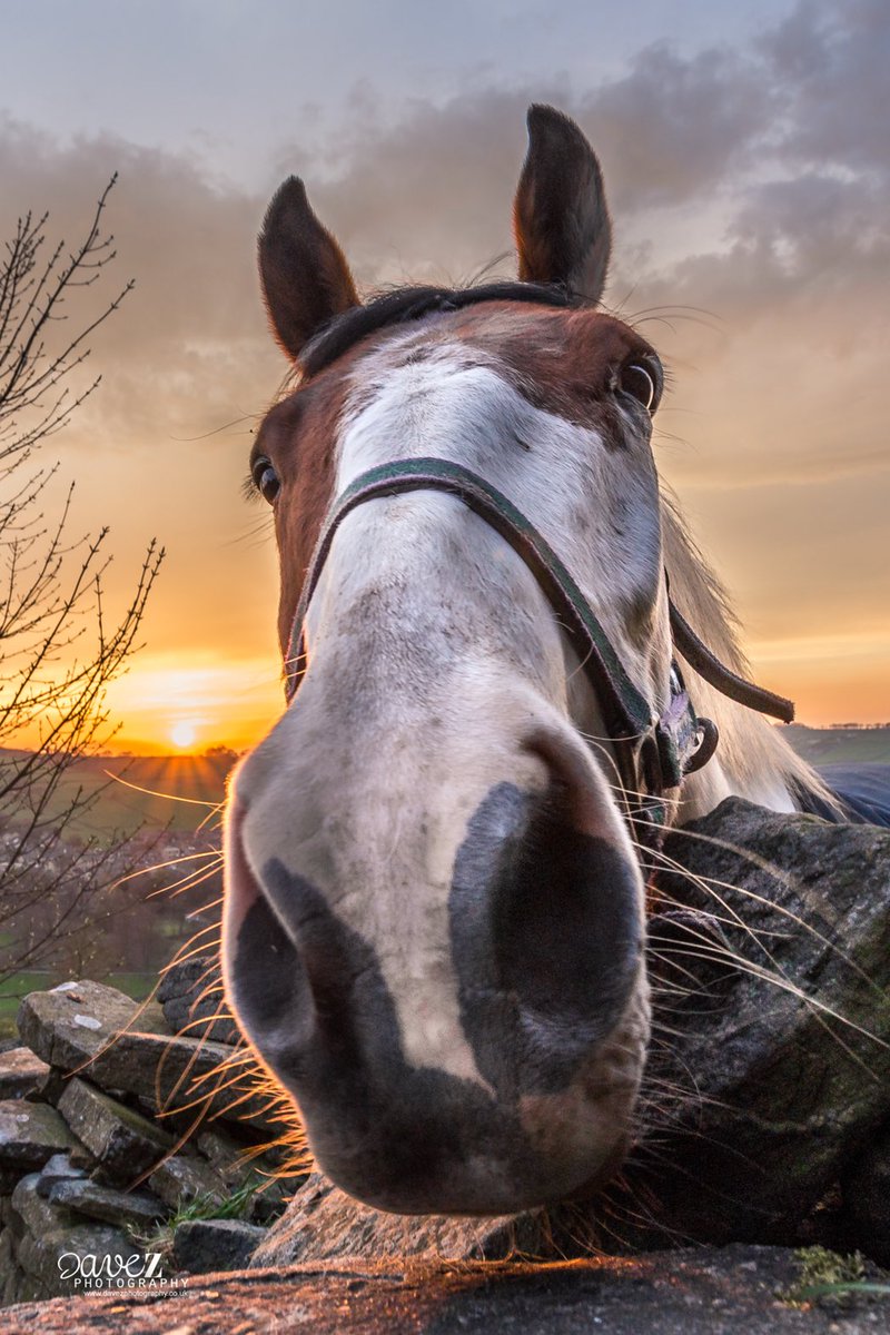RT @DaveZ_uk: Mike the horse. He was enjoying the sunset until I pestered him for a photo https://t.co/iKOgNjMztm