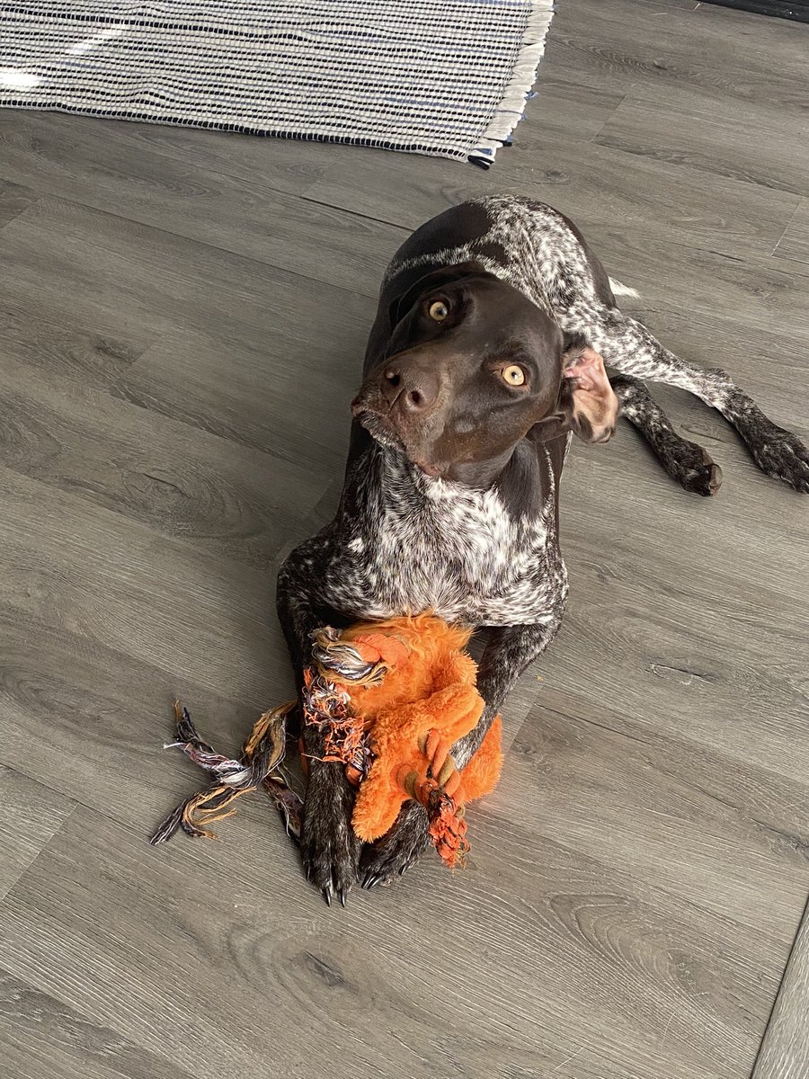 emjospoon's tweet photo. NOTHING TO SEE HERE... just my pup serving looks & giving us those options #Zsnap #GSP https://t.co/3jeUyKGF6X