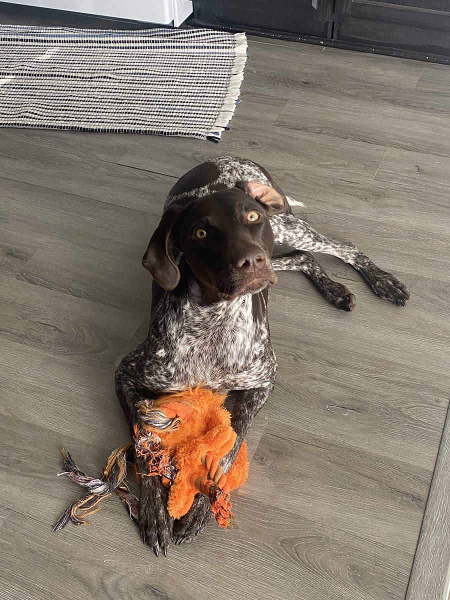 emjospoon's tweet photo. NOTHING TO SEE HERE... just my pup serving looks & giving us those options #Zsnap #GSP https://t.co/3jeUyKGF6X