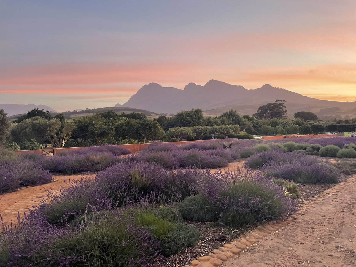 Stellenbosch sunset tonight from @babylonstoren - @CapeTown #SouthAfrica #lavender