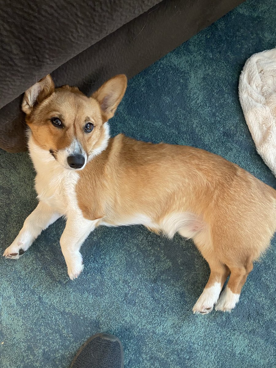 InGaddWeTrust's tweet photo. @YtNextGenGaming Wells says “leave me alone I’m napping” https://t.co/h00ij4kRmC